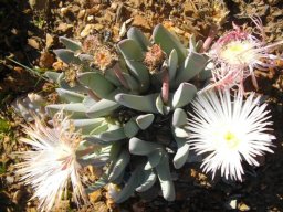 Cheiridopsis denticulata