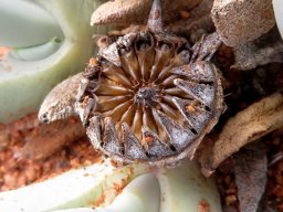 Cheiridopsis denticulata old fruit husk