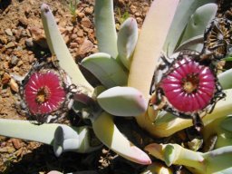 Cheiridopsis denticulata bearing fruit