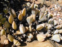 Cheiridopsis derenbergiana