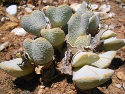 Cheiridopsis pillansii