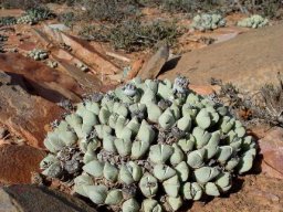 Cheiridopsis pillansii making it in the Richtersveld