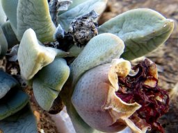 Cheiridopsis purpurea fresh and dry fruit