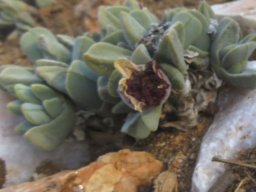 Cheiridopsis purpurea