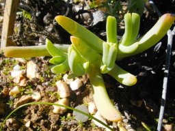 Cheiridopsis turbinata