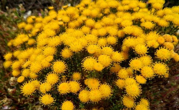 Chrysocoma ciliata flowering with intent