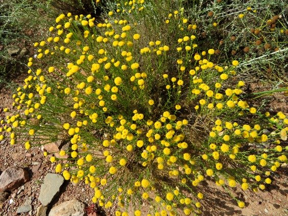 Chrysocoma tridentata