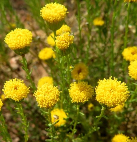 Chrysocoma tridentata flowerheads