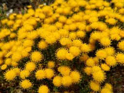 Chrysocoma ciliata flowering with intent