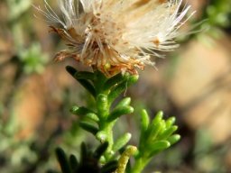 Chrysocoma ciliata fruiting