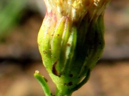 Chrysocoma ciliata between flowering and fruiting