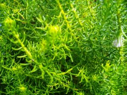 Chrysocoma coma-aurea leaves