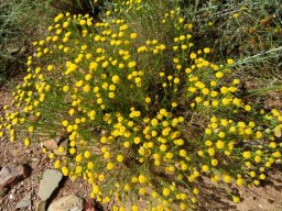 Chrysocoma tridentata