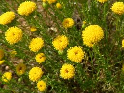 Chrysocoma