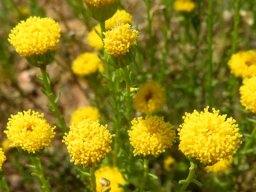 Chrysocoma tridentata flowerheads
