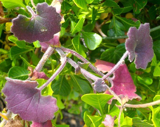 Cineraria geifolia leaves in festive colours