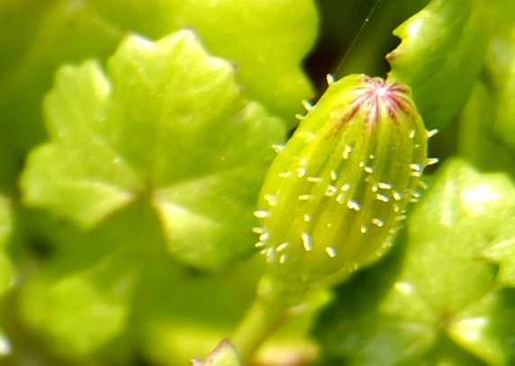 Cineraria geifolia stubble-bud