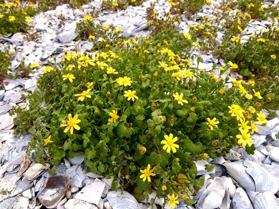Cineraria