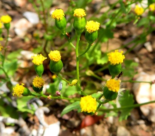 Cineraria platycarpa green involucres 