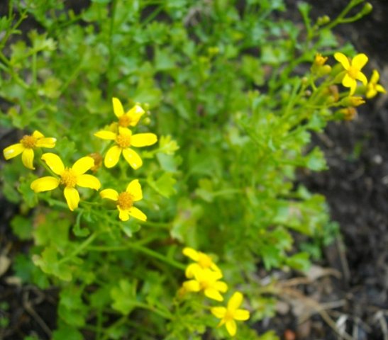 Cineraria saxifraga