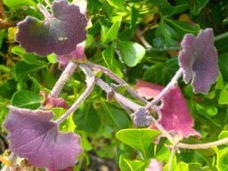 Cineraria geifolia leaves in festive colours