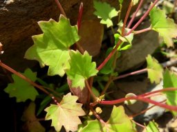 Cineraria platycarpa leaves