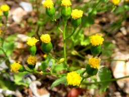 Cineraria platycarpa green involucres 