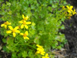 Cineraria saxifraga