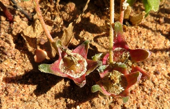 Cleretum bellidiforme low fruit presentation