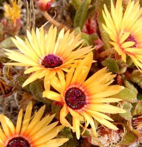 Cleretum bellidiforme yet another colour