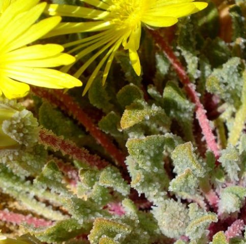 Cleretum papulosum subsp. schlechteri red stalks
