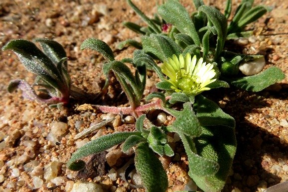 Cleretum papulosum