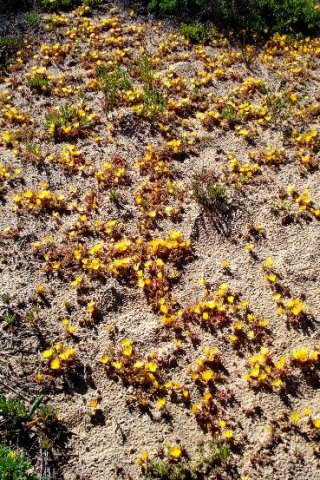Cleretum bellidiforme small and yellow