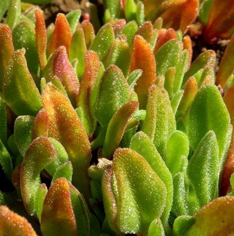 Cleretum leaves