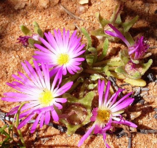 Cleretum bellidiforme pale flower centres