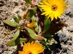 Cleretum bellidiforme small plant, yellow flowers