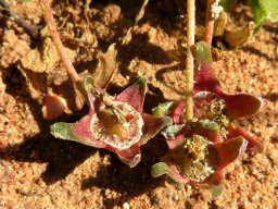 Cleretum bellidiforme low fruit presentation