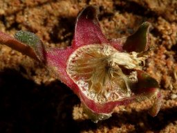 Cleretum bellidiforme fruit beginnings
