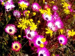Cleretum clavatum