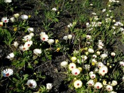 Cleretum maughanii