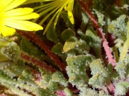 Cleretum papulosum subsp. schlechteri red stalks
