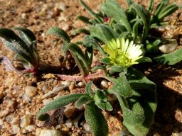 Cleretum papulosum