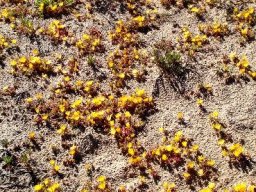 Cleretum bellidiforme small and yellow