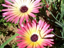 Cleretum bellidiforme