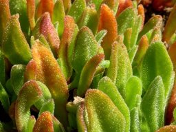 Cleretum leaves