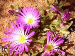 Cleretum bellidiforme pale flower centres