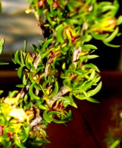 Cliffortia falcata