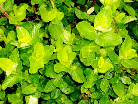 Cliffortia odorata