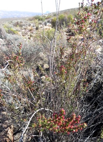Cliffortia ruscifolia var. ruscifolia at Kagga Kamma