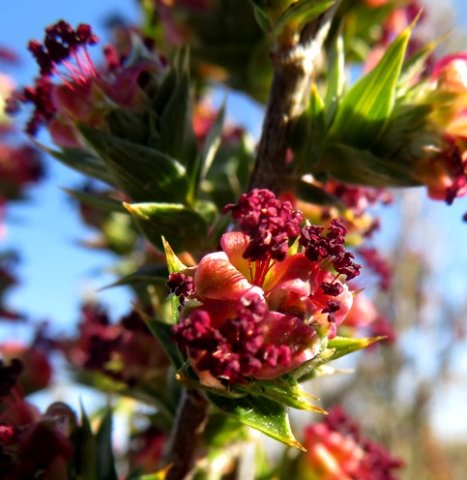 Cliffortia ruscifolia var. ruscifolia male flowers
